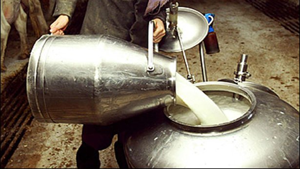 دودھ نما سفید زہر