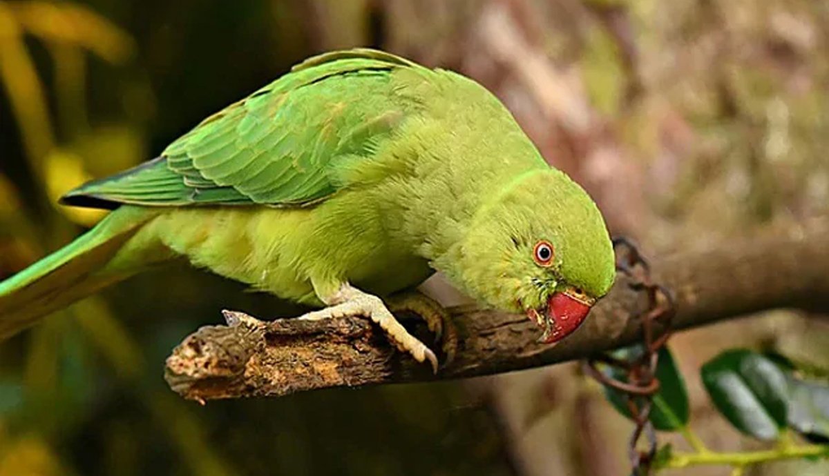 چالاک طوطے نے مالک کی جان کیسے بچائی؟