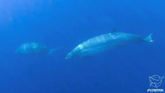 وہیل مچھلی کی نئی قسم دریافت