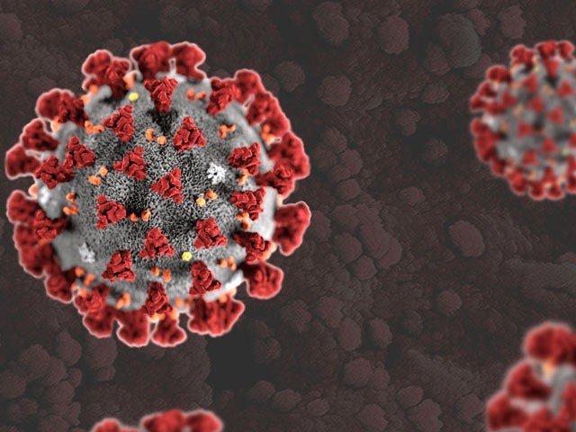 کورونا چمگادڑ سے انسانوں میں کسی نامعلوم ذرائع سے منتقل ہوا، عالمی ادارہ صحت