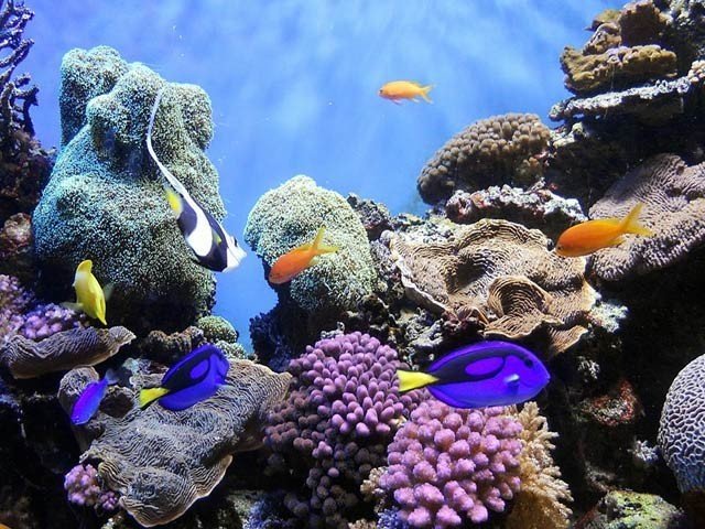 سمندروں کا تحفظ انسانوں کو تین گنا فوائد لوٹا سکتا ہے