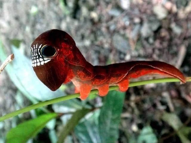 شکار سے بچنے کے لیے اپنا چہرہ خوفناک بنانے والا کیڑا