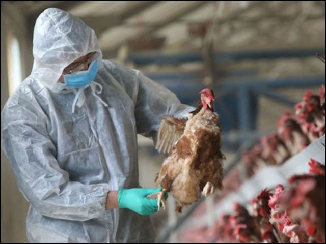 خطرناک برڈ فلو وائرس اگلی عالمی وبا بن سکتا ہے، چینی ماہرین