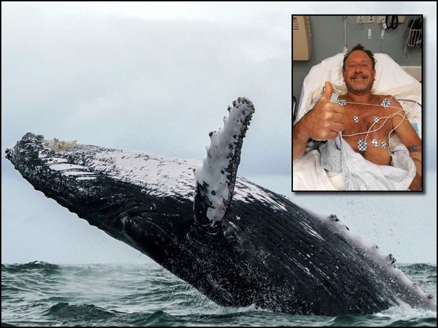 وہیل نے غوطہ خور کو سالم نگل کر زندہ اُگل دیا!