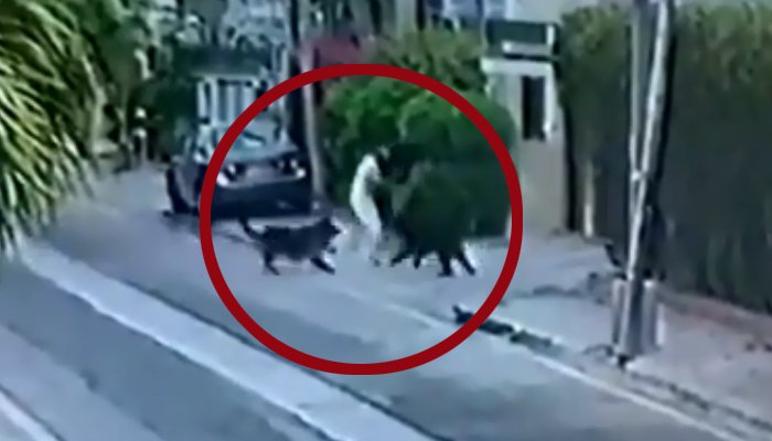 کراچی میں وکیل پر کتوں کا حملہ، مالک کو گرفتار کرنے کا حکم