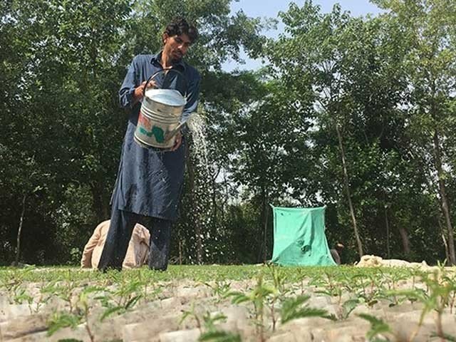 پاکستان کی میزبانی میں ماحولیات کا عالمی دن آج منایا جا رہا ہے