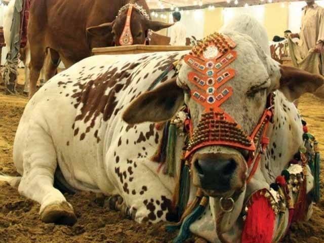 مہنگائی سے قربانی کے رجحان میں 15 فیصد کمی