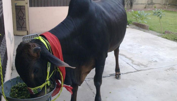 کراچی: جھگڑے پر پڑوسی نے محلہ دار کے قربانی کے جانور پر تیزاب پھینک دیا