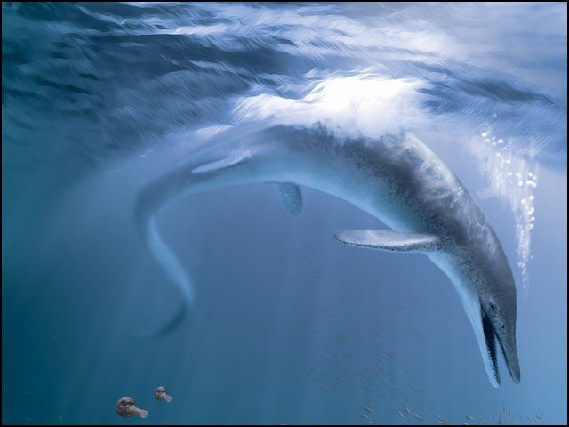 Sea Animal
